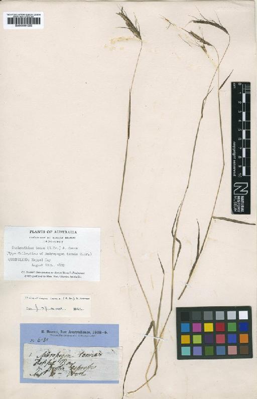 Dichanthium tenue (R.Br.) A.Camus - BM000991800