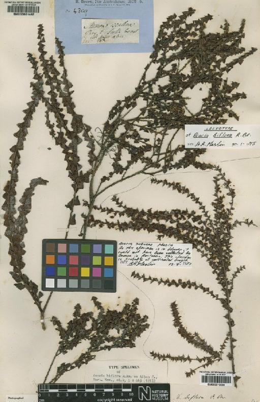 Acacia biflora R.Br. - BM000601462