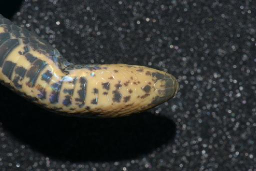 Atractus ventrimaculatus Boulenger, 1905 - Image of specimen 1908.5.29.143