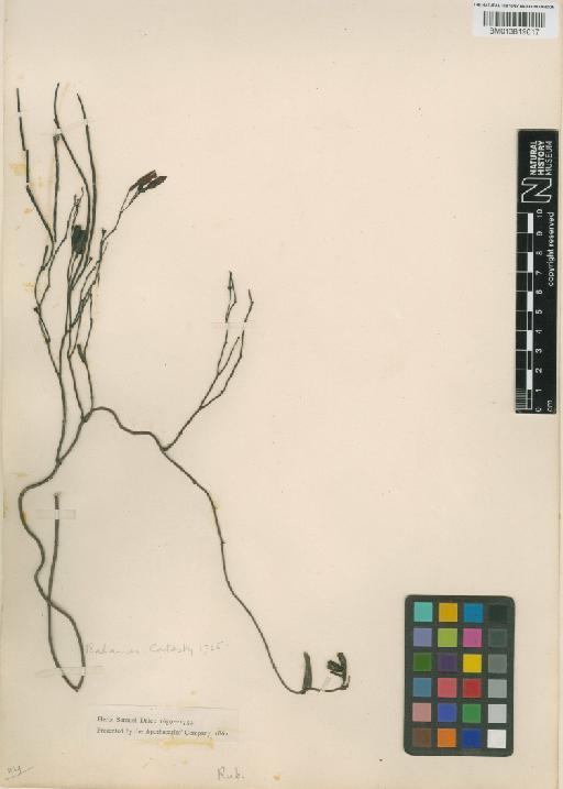 Rubiaceae Juss. - 013819017