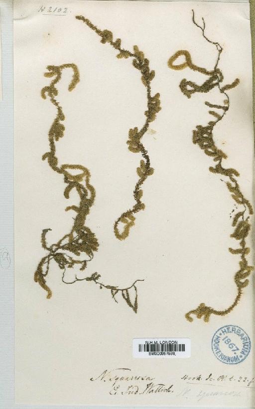 Meteoriopsis squarrosa (Hook. ex Harv.) M.Fleisch. in Broth. - BM000987593