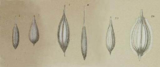 Lagena gracilis Williamson, 1848 - ZF1673_58_3_Lagena_multilatera.jpg