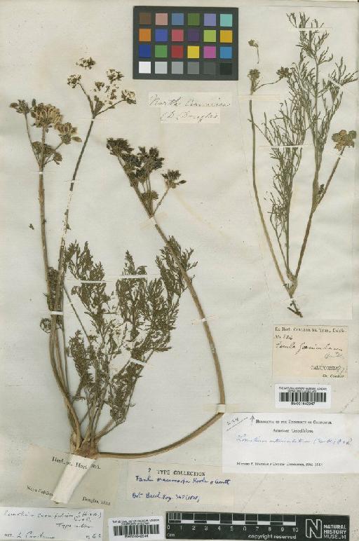Lomatium caruifolium (Hook. & Arn.) J.M.Coult. & Rose - BM001042947