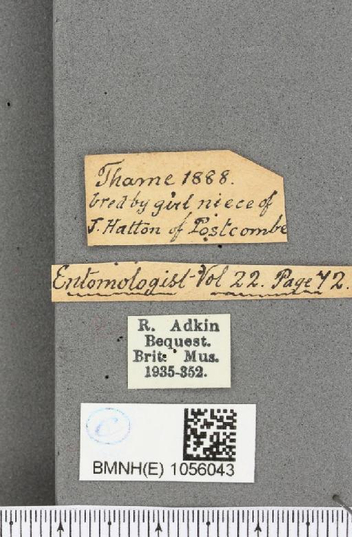 Aglais urticae ab. dannenbergi Neuberg, 1905 - BMNHE_1056043_label_45304
