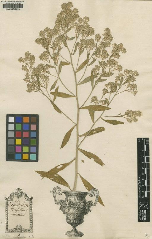 Lepidium latifolium L. - BM000646270