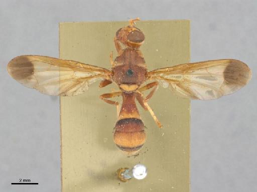 Mellesis sphaeroidalis Bezzi, 1916 - Mellesis sphaeroidalis BMNHE533085 holotype habitus dorsal