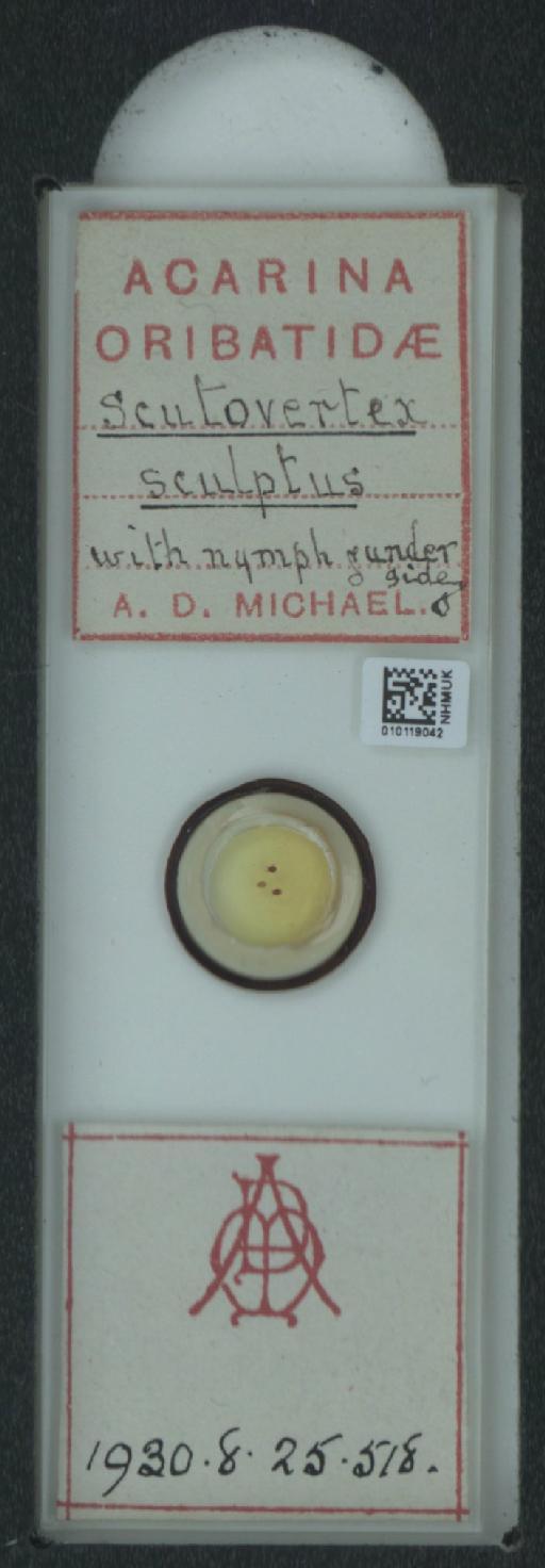 Scutovertex sculptus A.D. Michael, 1879 - 010119042_128156_1585729
