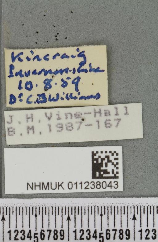 Brachylomia viminalis (Fabricius, 1777) - NHMUK_011238043_label_638722