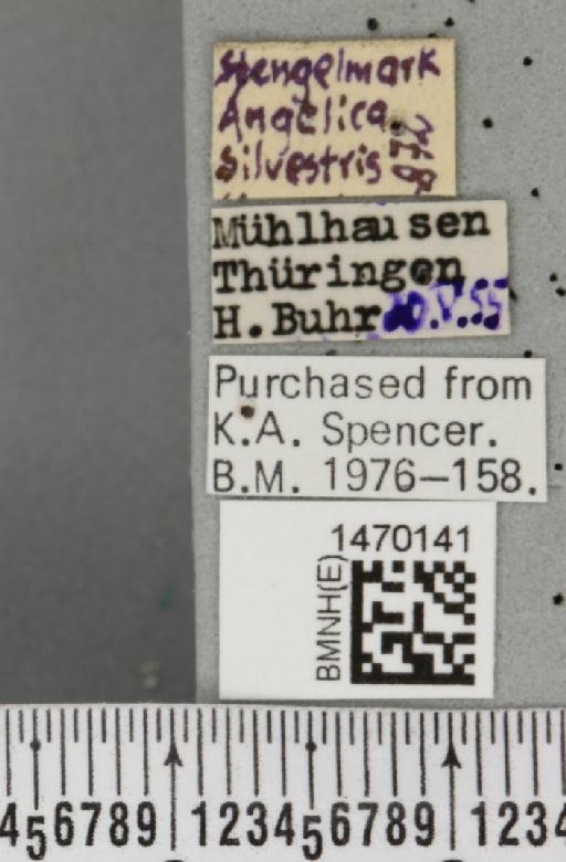 Melanagromyza angeliciphaga Spencer, 1969 - BMNHE_1470141_label_44691
