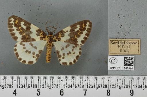 Abraxas grossulariata (Linnaeus, 1758) - BMNHE_1882997_439046