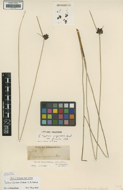 Pycreus nigricans (Steud.) C.B.Clarke - BM001191083