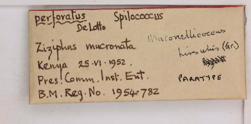 Spilococcus perforatus De Lotto, 1954 - 010715117_additional