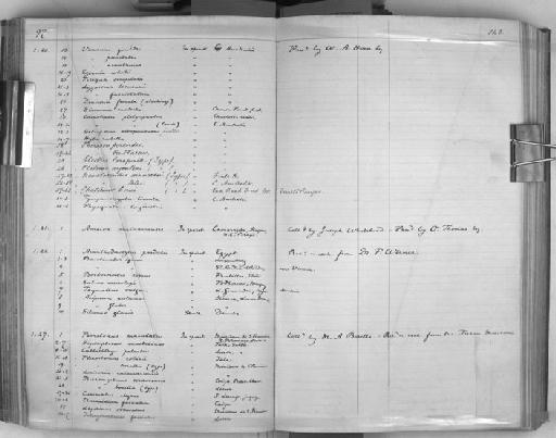 Plecostomus borellii Boulenger, 1897 - Zoology Accessions Register: Reptiles & Fishes: 1893 - 1903: page 143