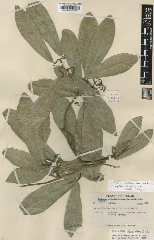 Aristolochia howii Merr. & Chun - BM000528440