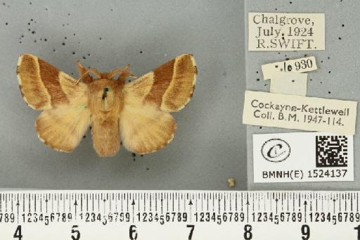 Malacosoma neustria ab. bicolor Sibille, 1927 - BMNHE_1524137_190461