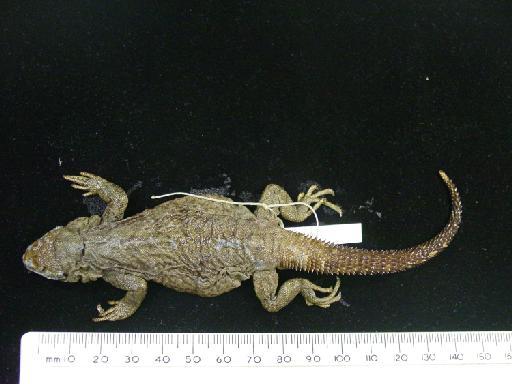 Phymaturus palluma Molina, 1782 - Centrura flagellifer type 1946.8.29.84 001.JPG