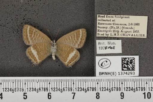 Lampides boeticus (Linnaeus, 1767) - BMNHE_1374293_167635