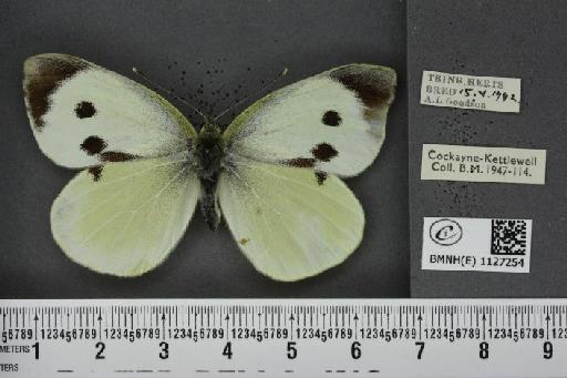 Pieris brassicae (Linnaeus, 1758) - BMNHE_1127254_84380