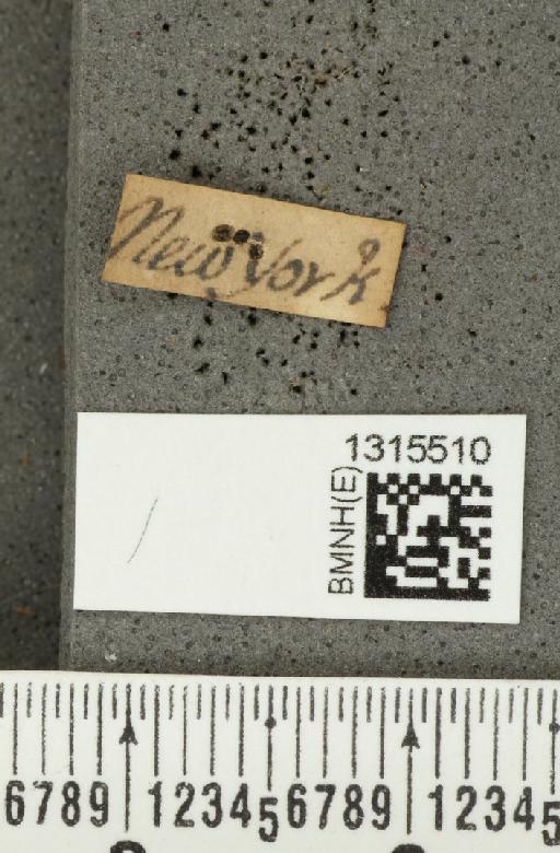 Calligrapha (Bidensomela) bidenticola Brown, W.J., 1945 - BMNHE_1315510_label_15831