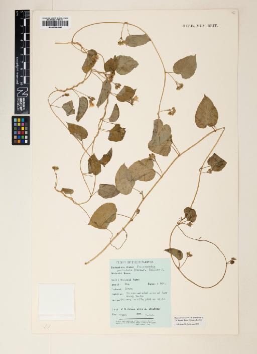 Jacquemontia paniculata (Burm.f.) Hallier f. - 000895395
