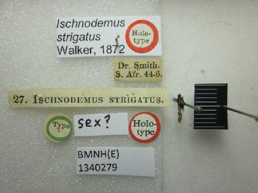 Ischnodemus strigatus Walker, 1872 - Ischnodemus strigatus-BMNH(E)1340279-Holotype sex queried dorsal & labels