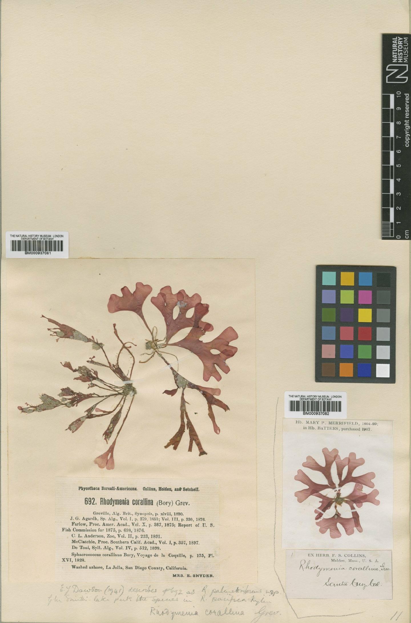 To NHMUK collection (Rhodymenia pacifica Kylin; TYPE; NHMUK:ecatalogue:466405)