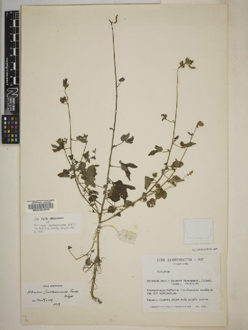 Hibiscus jacksonianus Exell - 000645522