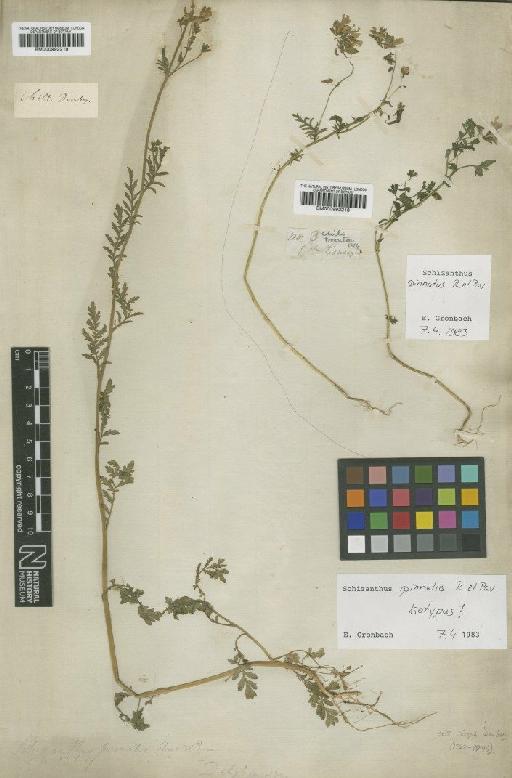 Schizanthus pinnatus Ruiz & Pav. - BM000992218