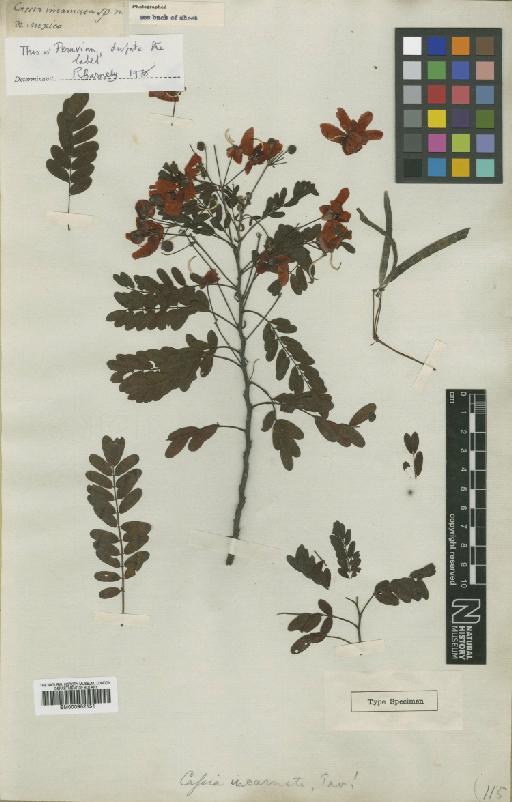 Senna incarnata (Benth.) H.S.Irwin & Barneby - BM000952151