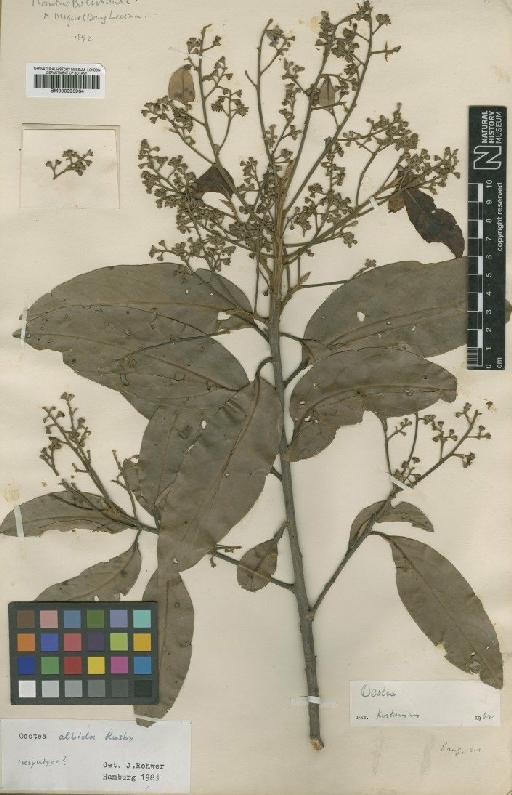 Ocotea albida Mez & Rusby - BM000993964