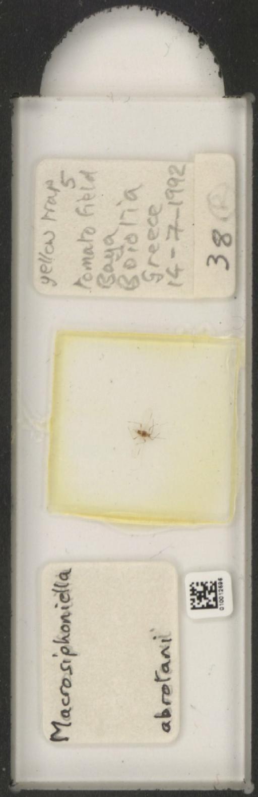 Macrosiphoniella abrotani Walker, 1852 - 010012596_112658_1094710