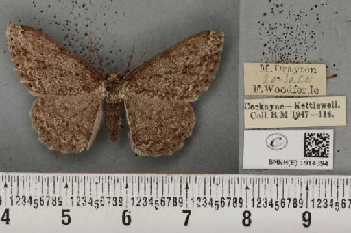 Ectropis crepuscularia ab. delamerensis Buchanan White, 1877 - BMNHE_1914394_482230