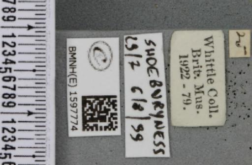 Idaea rusticata (Denis & Schiffermüller, 1775) - BMNHE_1597774_label_261593