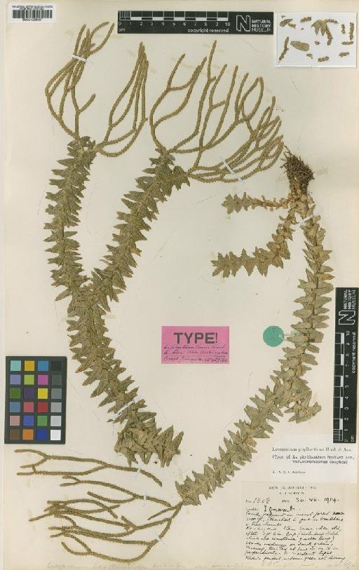 Huperzia phyllantha (Hook. & Arn.) Holub - BM001038067