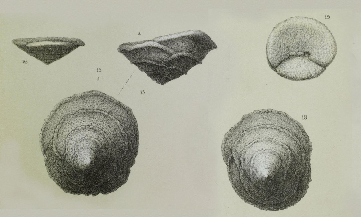 To NHMUK collection (Textularia trochus Orbigny, 1840; NHMUK:ecatalogue:3093306)