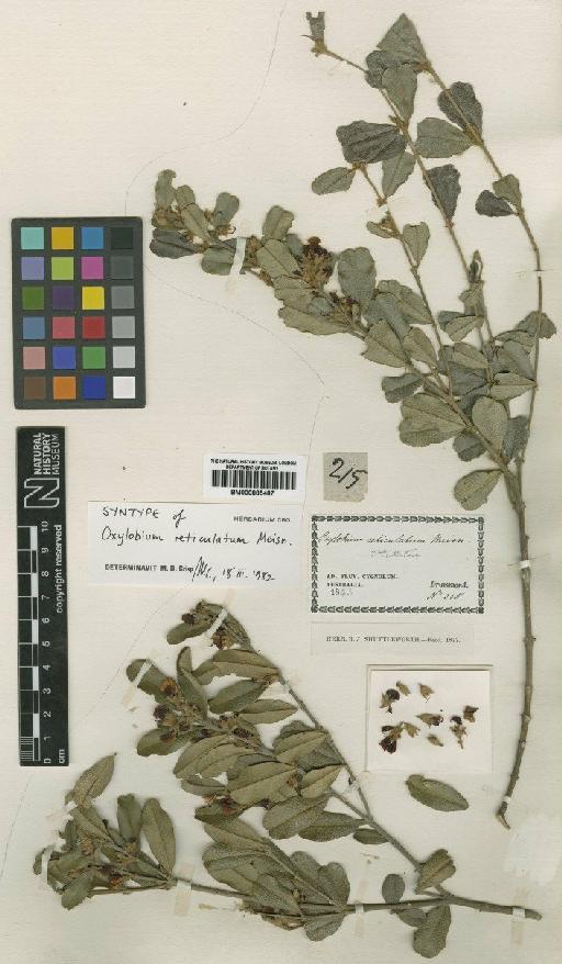 Nemcia reticulata (Meisn.) Domin - BM000885487