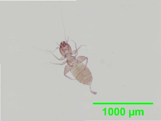 Liposcelis subfuscus Broadhead, 1947 - 010148445__2016_03_16_s4