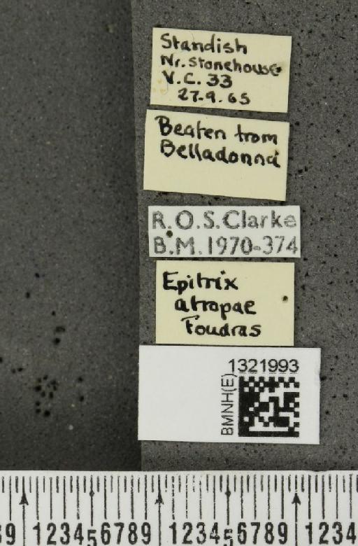 Epitrix atropae Foudras, 1861 - BMNHE_1321993_label_11788