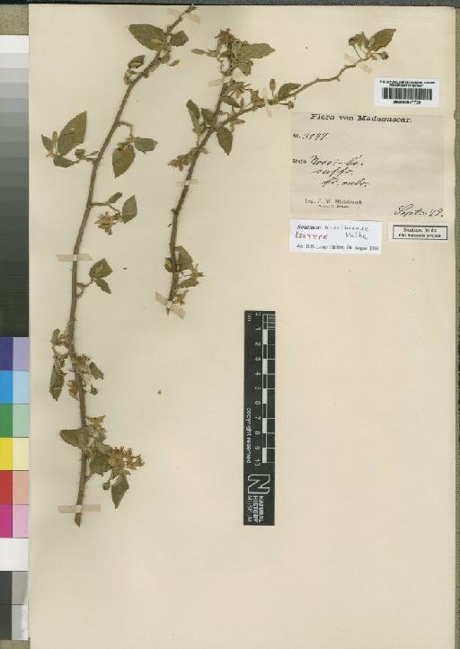 Solanum nossibeense Vatke - BM000847729