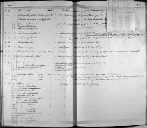 Congromuraena guppyi Norman, 1925 - Zoology Accessions Register: Fishes: 1912 - 1936: page 129A