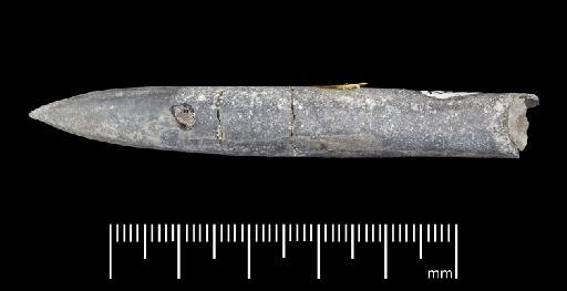 Simpsonibelus expansus (Simpson) - PI CC 1322 - belemnite