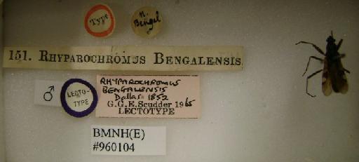 Rhyparochromus bengalensis Dallas, 1852 - Rhyparochromus bengalensis-BMNH(E)960104-Lectotype male labels