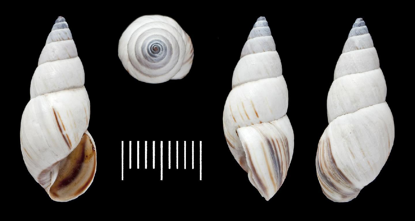 To NHMUK collection (Bulimus sisalensis Morelet, 1849; LECTOTYPE & PARALECTOTYPE(S); NHMUK:ecatalogue:2391014)