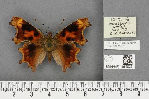 Polygonia c-album ab. suffusa Frohawk, 1938 - BMNHE_1062027_22867