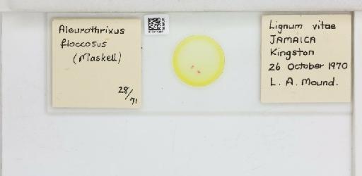 Aleurothrixus floccosus Maskell, W.M., 1896 - 013477297_117696_1091744_157718_NonType