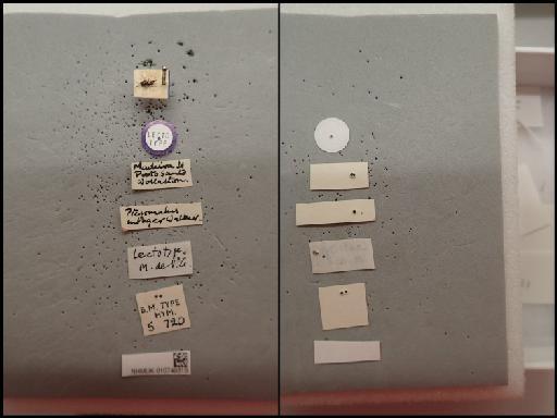 Pteromalus integer Walker, 1872 - 010749315 Pteromalus integer Walker, 1872 type 5.720 labels