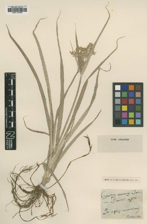 Cyperus esculentus L. - BM001067027