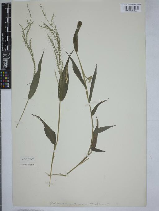 Oplismenus compositus (L.) P.Beauv. - 012547800