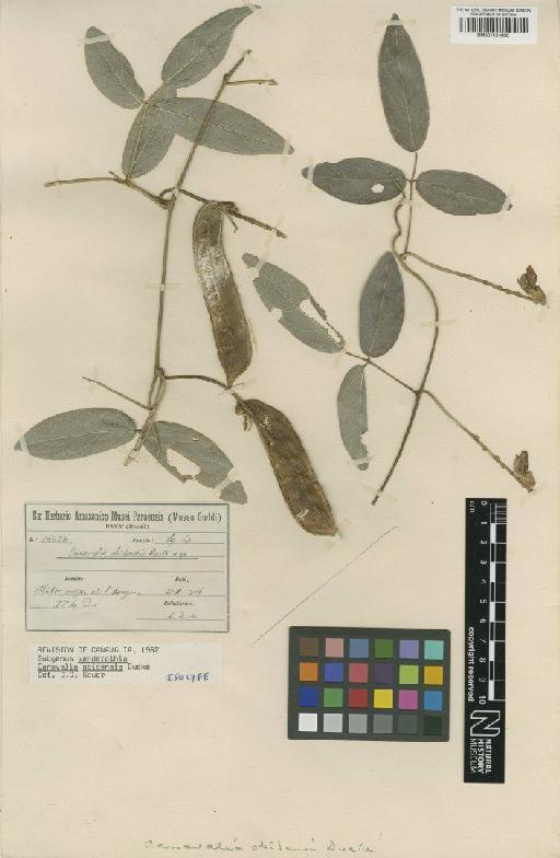 Canavalia nitida (Cav.) Piper - BM001124986