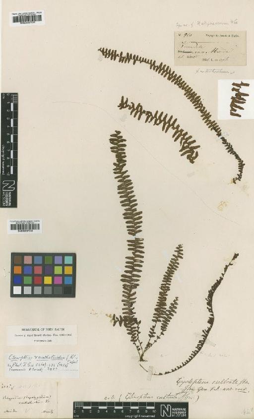 Ctenopteris xanthotrichia (Klotzsch) Copel. - BM000937534